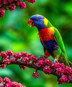 Rainbow Lorikeet