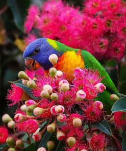 Rainbow Lorikeet