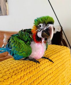 Harlequin Macaw Baby Parrots