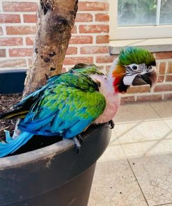 Harlequin Macaw Baby Parrots