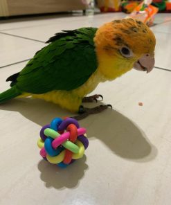 Caique Parrot  For Sale