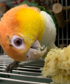 Caique Parrot  For Sale