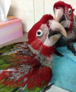 Green-Winged Macaw Baby Parrots