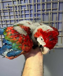 Scarlet Macaw Baby Parrots