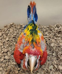 Scarlet Macaw Baby Parrots