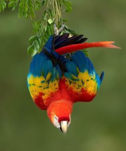 Scarlet Macaw Parrot