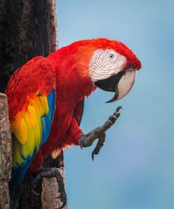 Scarlet Macaw Parrot