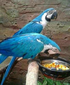 White Scarlet Macaw Parrots