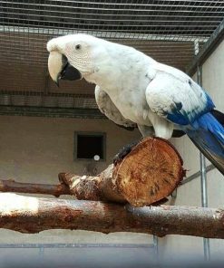 White Scarlet Macaw Parrots